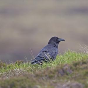  Raven DM0846