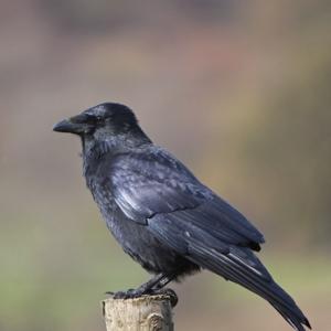 Carrion Crow DM0768