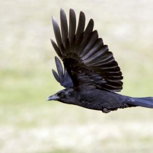 Carrion Crow