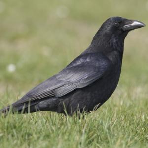 Carrion Crow