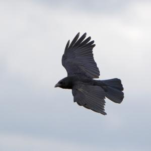 Carrion Crow in Flight 3 DM0107