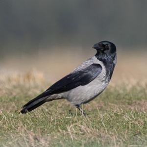  Hooded Crow DM2076