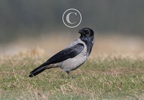  Hooded Crow DM2076