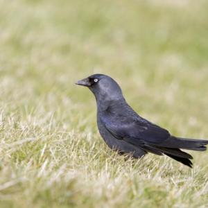 Jackdaw DM0111