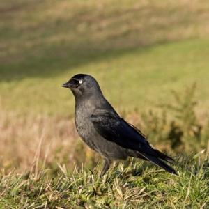 Jackdaw DM0786
