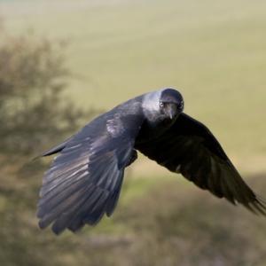 Jackdaw in Flight DM0784