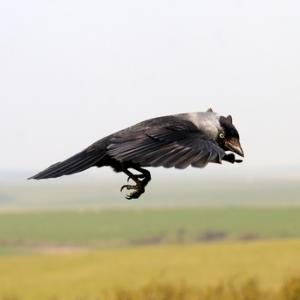 Jackdaw in Flight DM0785