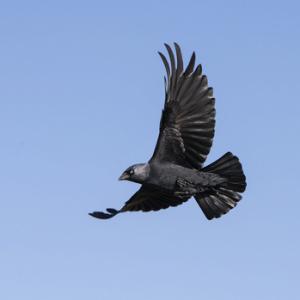 Jackdaw in Flight DM1744