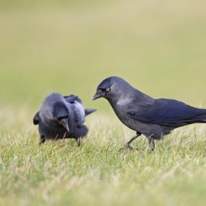 Jackdaws DM0112 