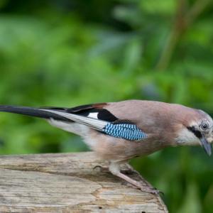  Jay  DM2077