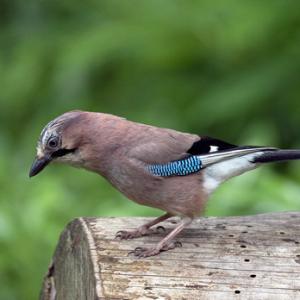  Jay DM2078