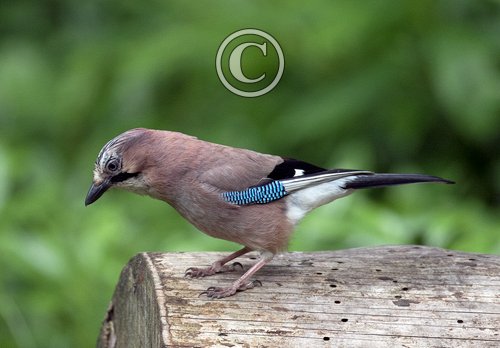  Jay DM2078
