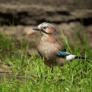 Jay DM2081