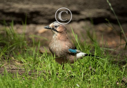 Jay DM2081