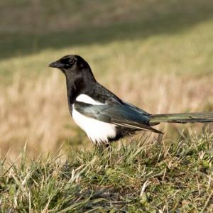 Magpie DM0793