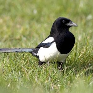 Magpie DM0794