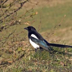 Magpie DM0876