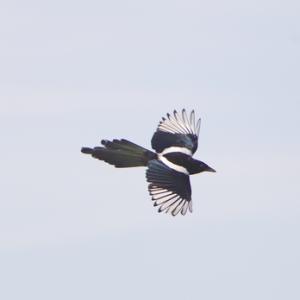 Magpie in Flight 2 DM0106