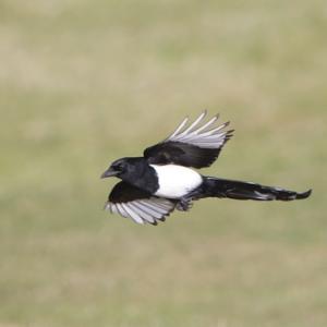Magpie in Flight 7 DM0108