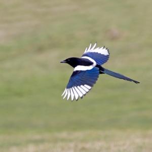 Magpie in Flight 8 DM0109