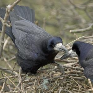 Pair of Rooks 2