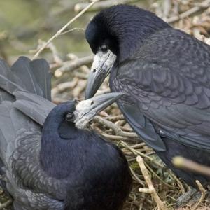 Pair of Rooks DM0801