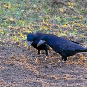 Pair Rooks Feeding DM2082