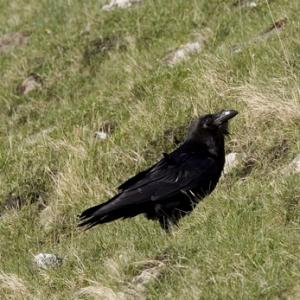 Raven DM0866