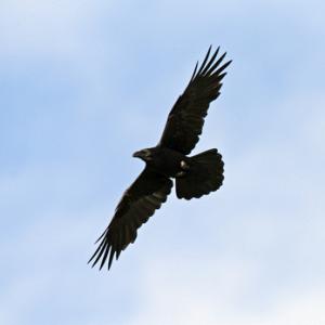 Raven in Flight DM1745