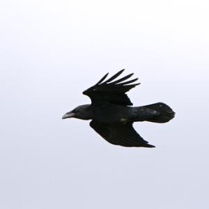 Raven in Flight DMO113