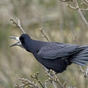 Rook DM0802