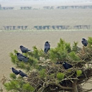 Rooks DM0808