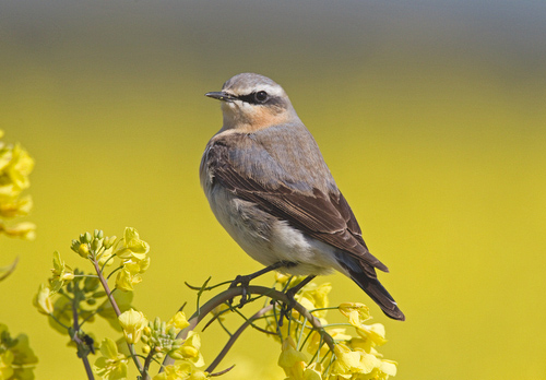 Wheatear on Rape