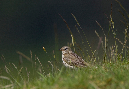 Meadow Pipit