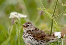 Meadow Pipit 2