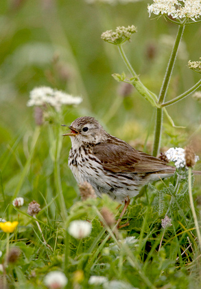 Meadow Pipit 2