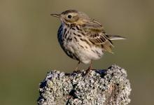 Meadow Pippet