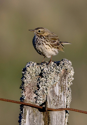 Meadow Pippet