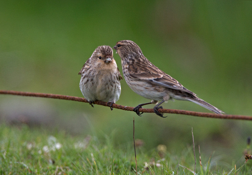 Pair of Redpolls DM1806