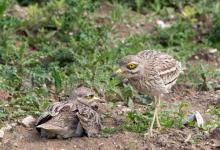 Pair of Stone Culews at a Nest