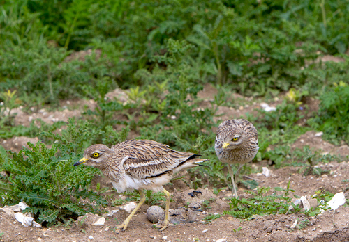 Pair of Stone Culews at a Nest