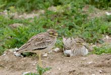 Pair of Stone Culews at a Nest