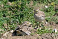 Pair of Stone Culews at a Nest