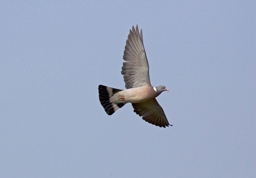 Pigeon in Flight DM0803