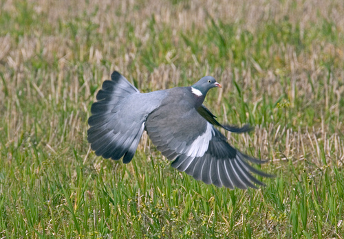 Pigeon in Flight DM0805