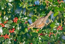 Redwing in a Holly Bush 2 DM0163