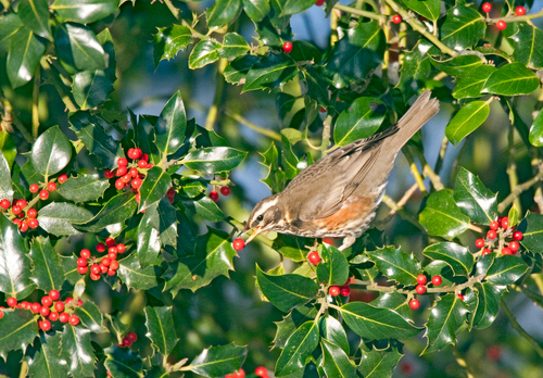 Redwing in a Holly Bush 2 DM0163