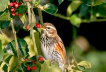 Redwing in a Holly Bush 3 DM0167