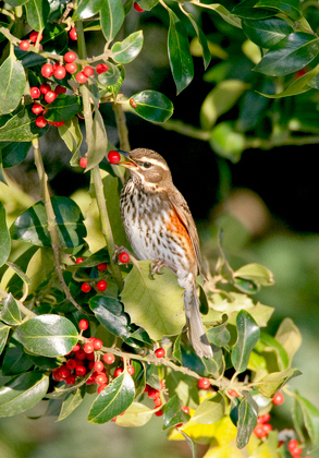 Redwing in a Holly Bush 3 DM0167