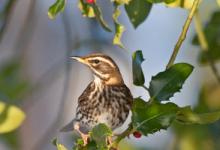 Redwing in a Holly Bush DM0158 1